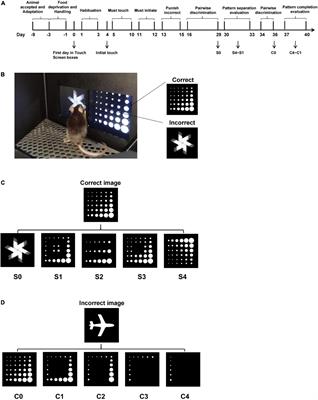 A touchscreen-based paradigm to measure visual pattern separation and pattern completion in mice